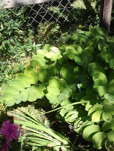 Bild zu Wie heißt diese Pflanze? - Garten Forum