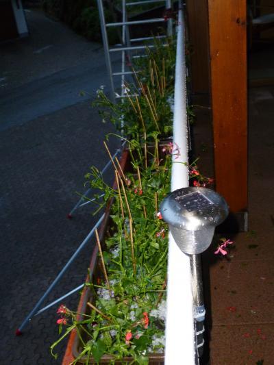 Bild zu Meine Balkonblumen..... - Garten Forum