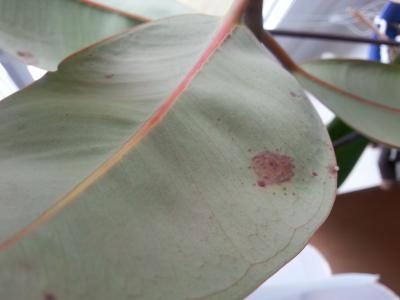 Bild zu Was hat meine Zimmerpflanze? - Garten Forum