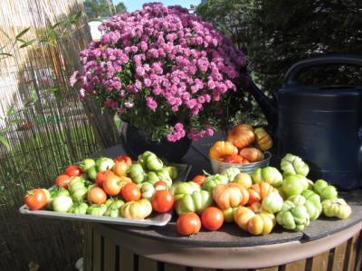 Bild zu letzte ernte... - Garten Forum