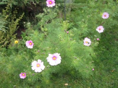 Bild zu von wegen gartensaison vorbei - Garten Forum