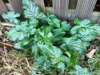 Bild zu Weiß jemand, was das ist? - Garten Forum