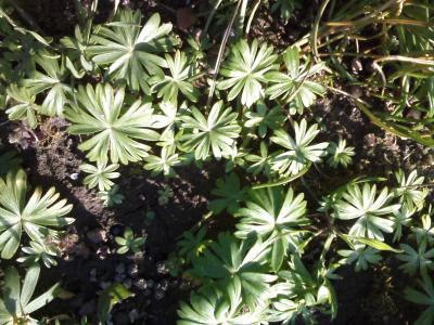 Bild zu Was wird das Schönes? - Garten Forum