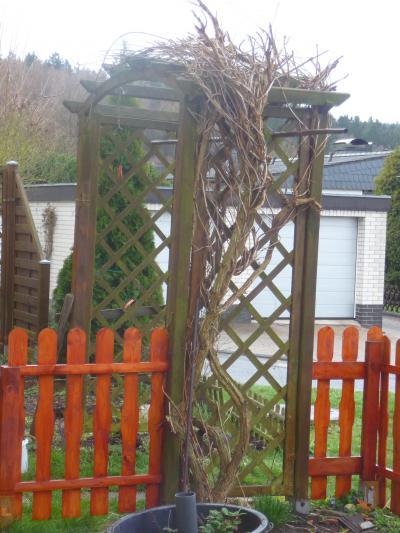 Bild zu Was könnte das sein ? - Garten Forum
