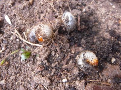 Bild zu Dicke würmer in der Erde,was ist das? - Garten Forum