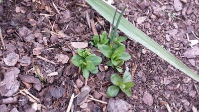 Bild zu Was wächst da? - Garten Forum