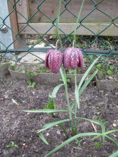 Bild zu Weiß jemand von euch was das ist.. - Garten Forum