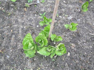 Bild zu und was ist das...??? - Garten Forum