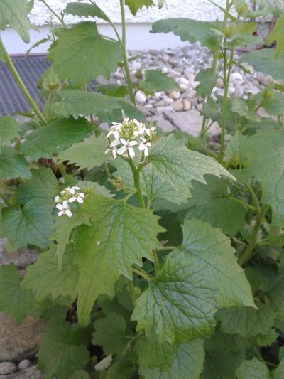 Bild zu hab auch ein Pflanzenrätsel - Garten Forum