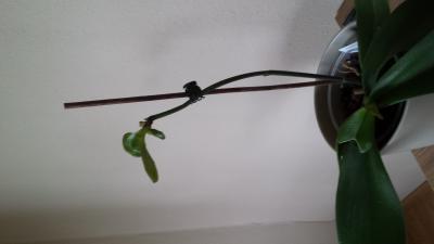 Bild zu Was macht meine Orchidee da? - Garten Forum