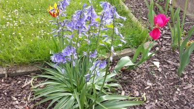 Bild zu Was wächst da? - Garten Forum
