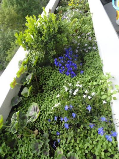 Bild zu Weiß jemand ob das Unkraut ist? - Garten Forum
