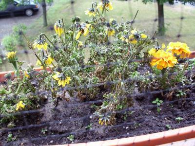 Bild zu Uaaaaah meine Pflanzen:-(( - Garten Forum