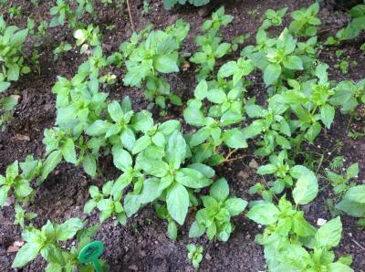 Bild zu Was ist das für eine Pflanze? - Garten Forum