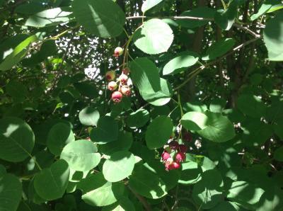 Bild zu Weiß jemand, was das ist? - Garten Forum