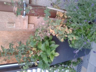 Bild zu was ist los mit meinen Rosen? - Garten Forum