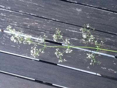 Bild zu Wer weiß, was das ist...... - Garten Forum