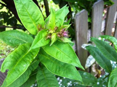 Bild zu Was wächst denn hier? - Garten Forum