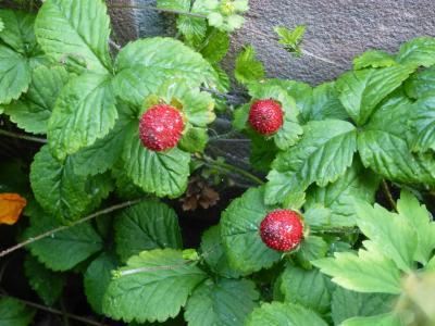 Bild zu Kenn jemand diese Beeren? - Garten Forum