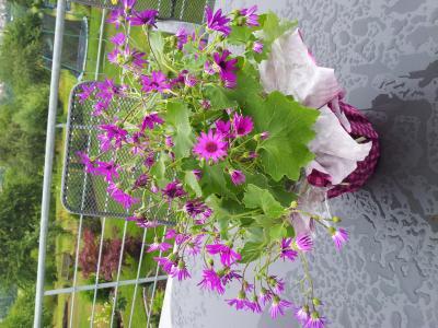 Bild zu Kennt jemand dieses Blümchen ? - Garten Forum