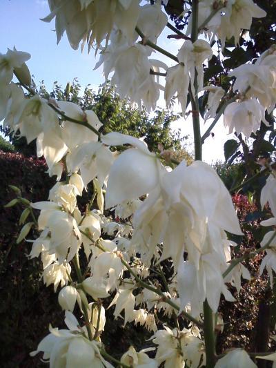 Bild zu Was ist das für eine Pflanze ? - Garten Forum