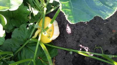 Bild zu ? - Garten Forum