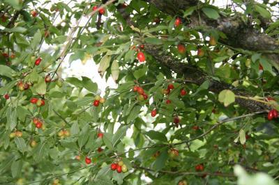 Bild zu Ernte: Kornellen! - Garten Forum