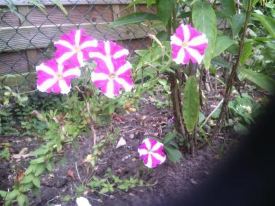 Bild zu Ich brauch mal Hilfe - Garten Forum