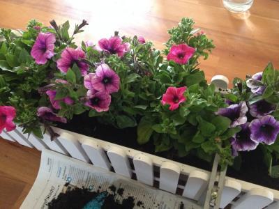 Bild zu Hängepetunien-Frage mit Bild - Garten Forum