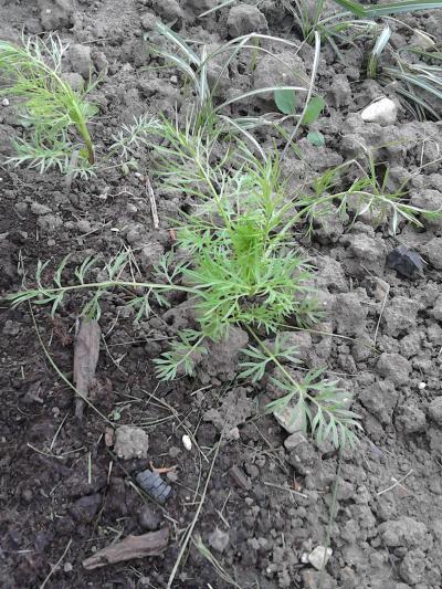 Bild zu Was wird das? - Garten Forum