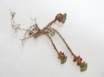 Bild zu Welche Pflanze könnte das sein? - Garten Forum