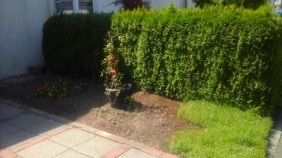 Bild zu Thuja Hecke zu verschenken - Garten Forum