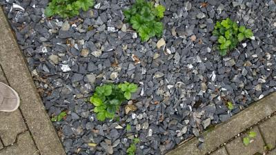 Bild zu Hang... - Garten Forum