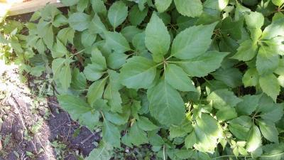 Bild zu Was für eine Pflanze ist das? - Garten Forum