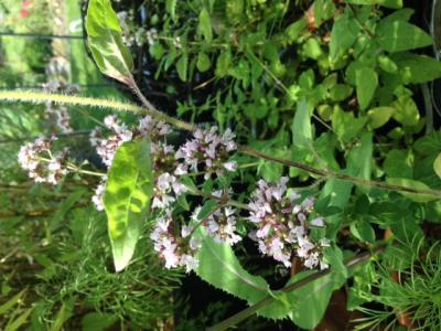 Bild zu Was ist das für eine Pflanze? - Garten Forum