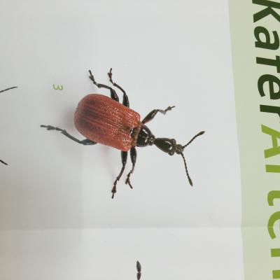 Bild zu Käfer... - Garten Forum