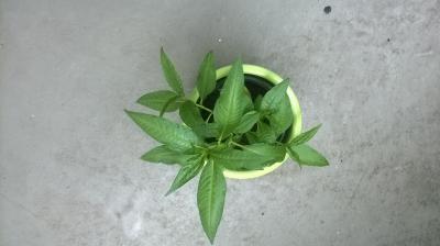 Bild zu was ist das? - Garten Forum
