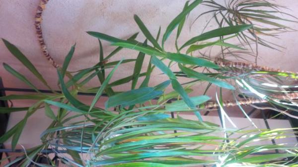 Bild zu frage Yucca Palme? ist das normal? - Garten Forum