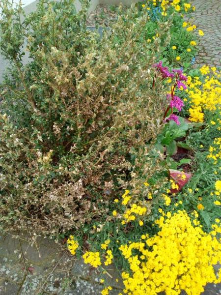 Bild zu Tschüss Buchs... - Garten Forum