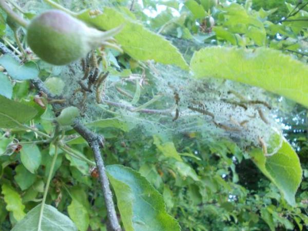 Bild zu Raupen? im Apfelbaum - Garten Forum