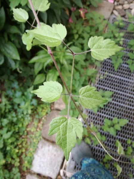 Bild zu Mal wieder ein Pflanzenrätsel - Garten Forum