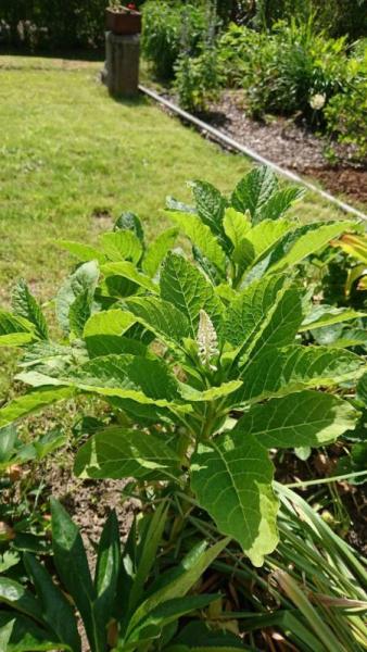 Bild zu Welche Pflanze ist das - Garten Forum