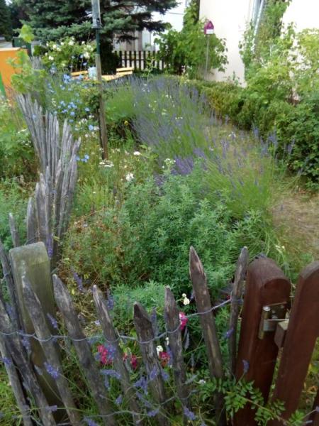 Bild zu Mag wer naturnahe Gärten? :-) - Garten Forum
