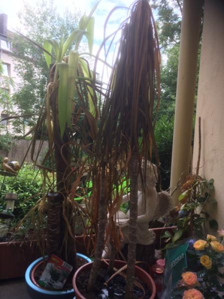 Bild zu Kann ich sie noch retten?? - Garten Forum