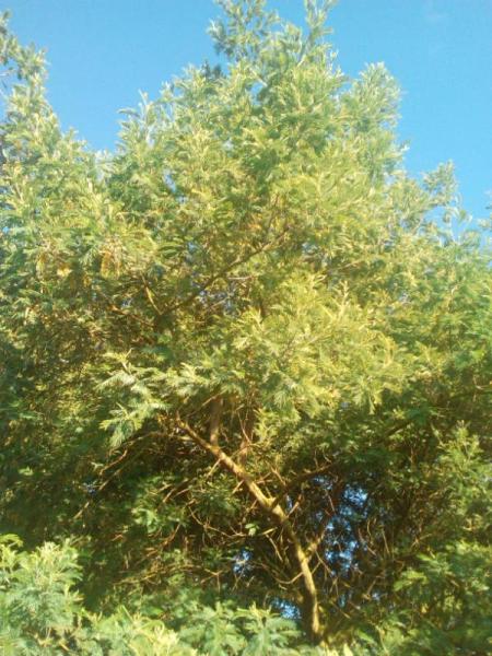 Bild zu Weiß jemand, was das für ein Baum ist? - Garten Forum
