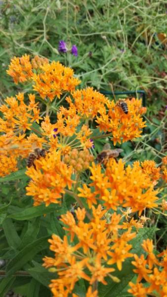 Bild zu Bienenbuffet - Garten Forum