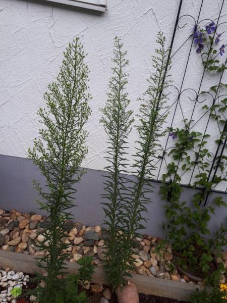 Bild zu Was ist das? - Garten Forum