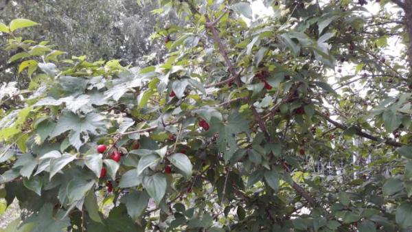 Bild zu Was ist das für ein Strauch? - Garten Forum