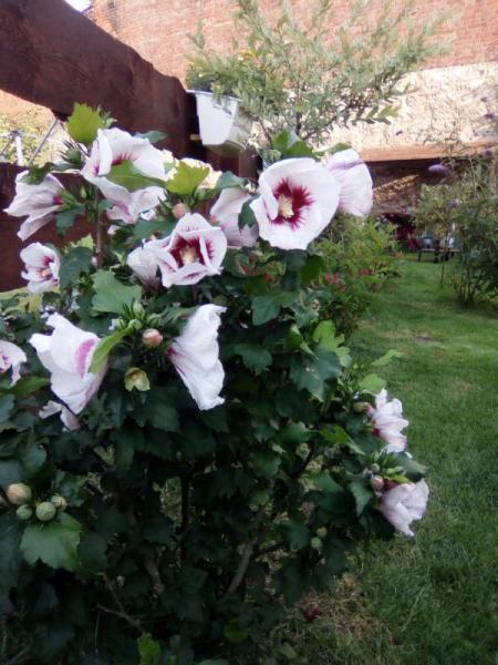 Bild zu Hibiskus - Garten Forum