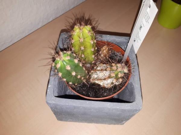Bild zu Kaktus - Garten Forum